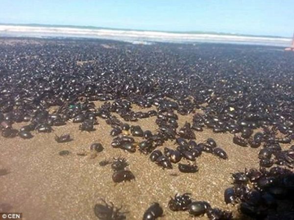 百万甲虫占领阿根廷海滩 居民形容:一片漆黑