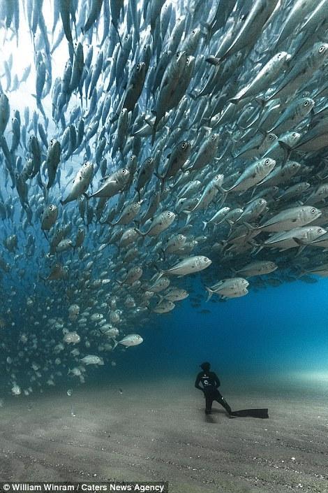 50岁潜水员抓拍海底“鱼群龙卷风” 场面壮观