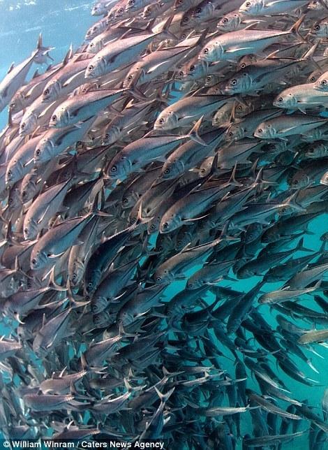 50岁潜水员抓拍海底“鱼群龙卷风” 场面壮观
