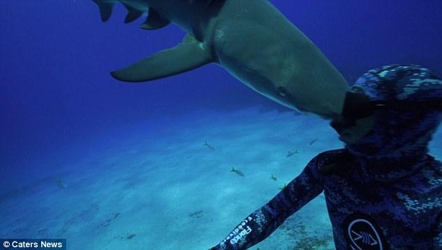 失明鲨鱼一头撞碎潜水员面罩 潜水员大方“原谅”
