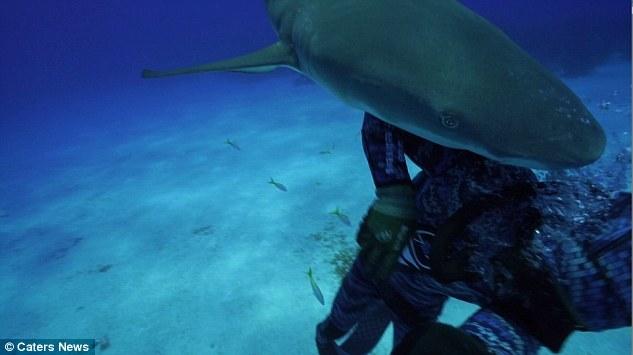 失明鲨鱼一头撞碎潜水员面罩 潜水员大方“原谅”