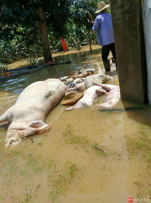 湖北万头猪被淹死 数十万斤乌龟脱逃