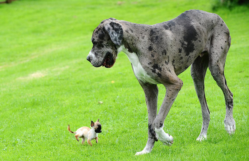世界最高狗邂逅英国最小狗 相处融洽（组图）
