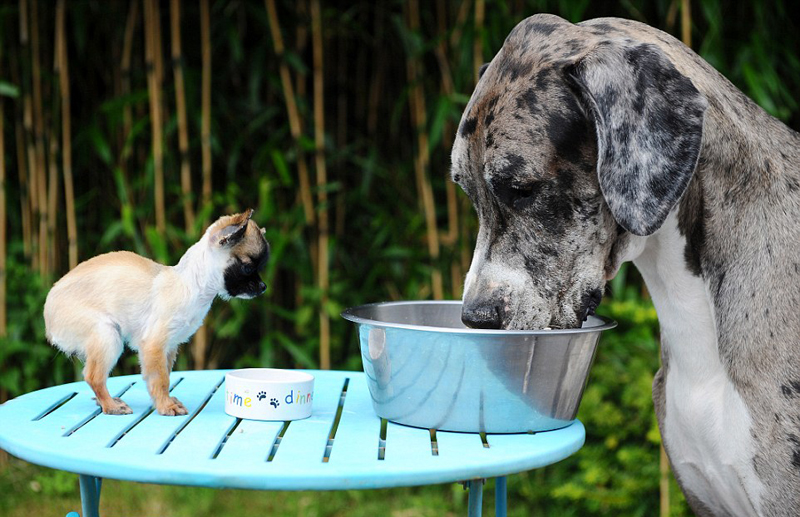 世界最高狗邂逅英国最小狗 相处融洽（组图）