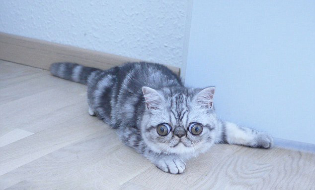 丹麦小猫拥有奇异大眼 睡觉时仍半睁