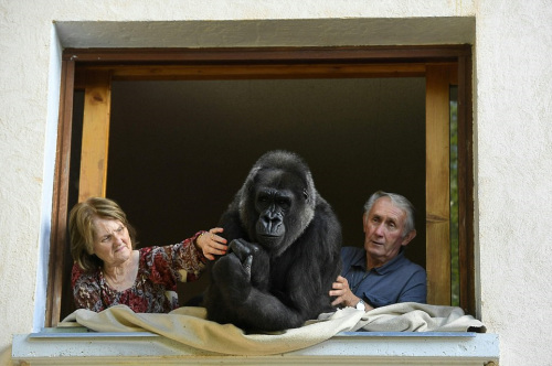 伟大的父母爱：夫妇收养大猩猩 13年未出门旅行