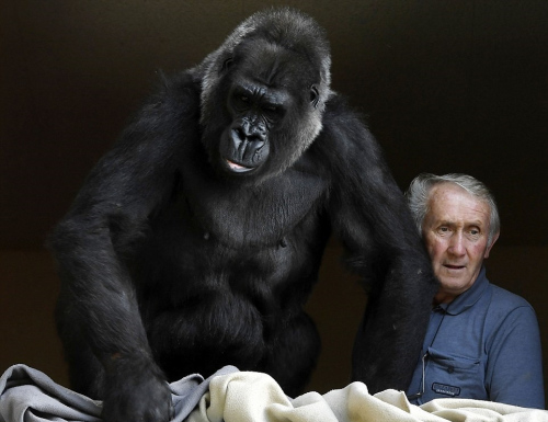 伟大的父母爱：夫妇收养大猩猩 13年未出门旅行