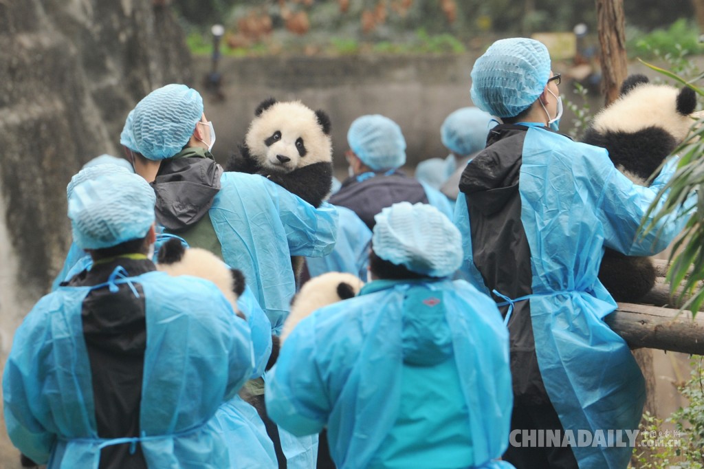 成都23只大熊猫宝宝向民众拜年 喜迎鸡年春节