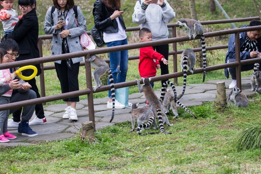 游客动物园里肆意喂食 猴子成