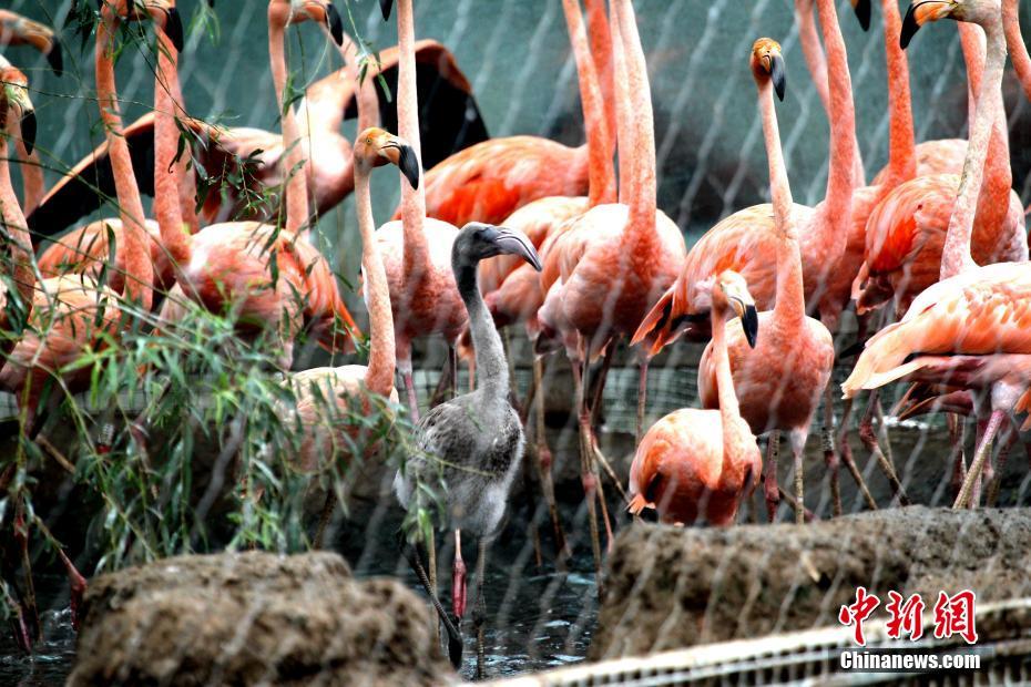 郑州动物园首次成功繁殖世界珍稀鸟类火烈鸟