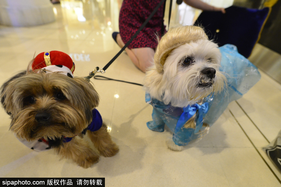 狗狗也扮靓 巴西圣保罗举办萌犬服装比赛