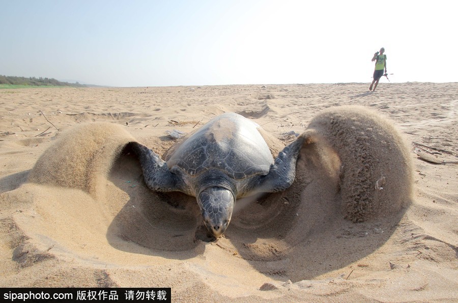 印度海滩现大批榄蠵龟 点状排列刨沙产卵