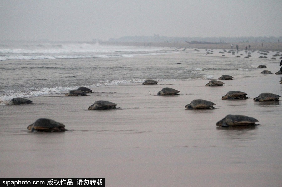 印度海滩现大批榄蠵龟 点状排列刨沙产卵