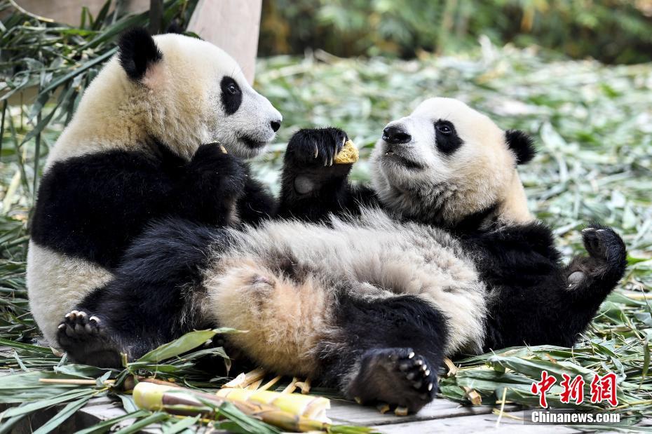 广州大熊猫双胞胎断母乳开始独立生活