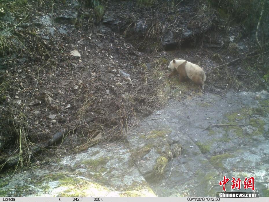 陕西再次发现野生棕色大熊猫