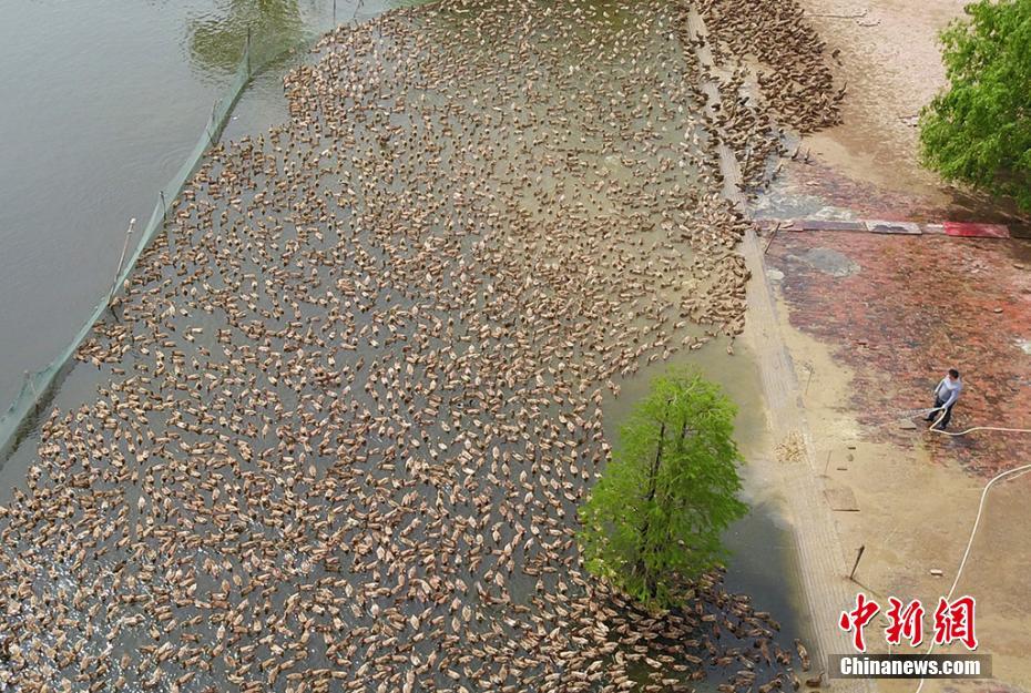 航拍江苏高邮鸭种源保护基地 数千鸭子水中嬉戏