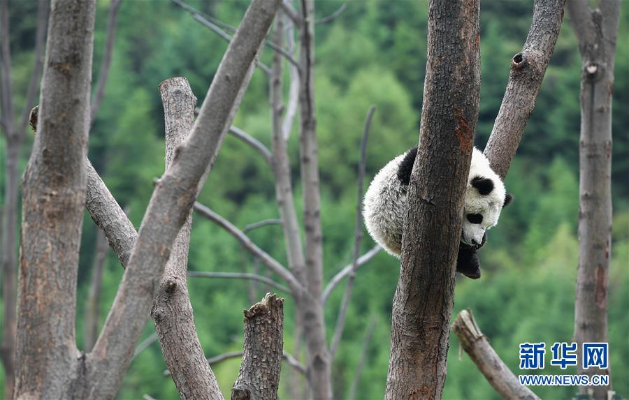 “熊猫王国”的震后重生