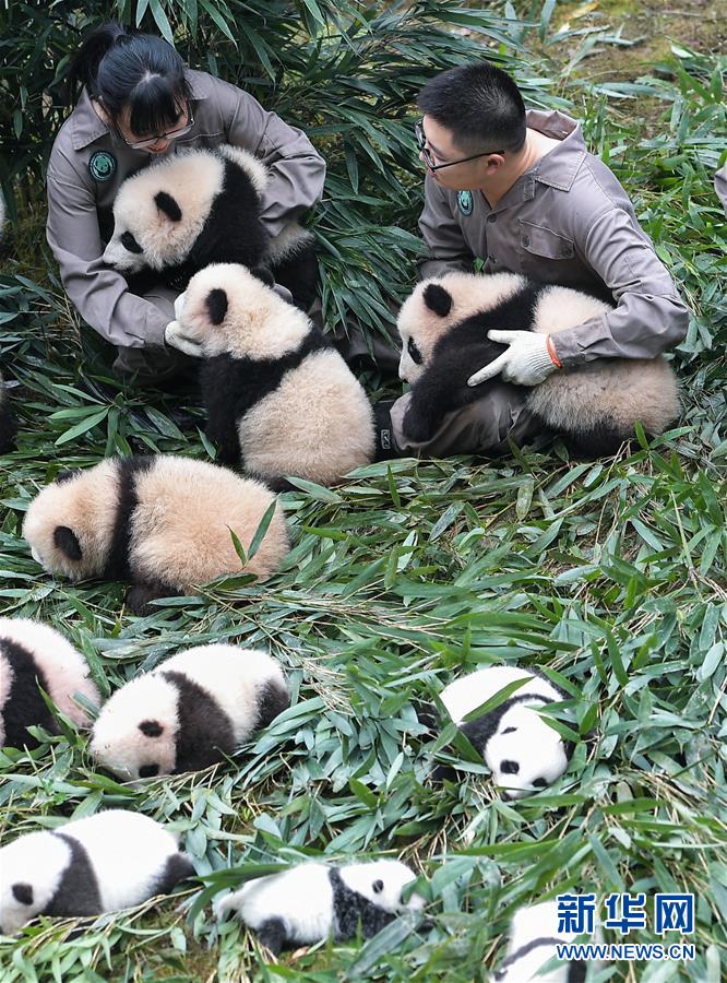 “熊猫王国”的震后重生