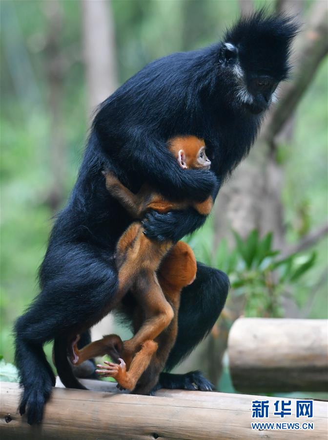 广州：珍稀黑叶猴诞下龙凤胎
