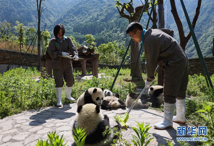 藏在绿水青山间的大熊猫“幼儿园”