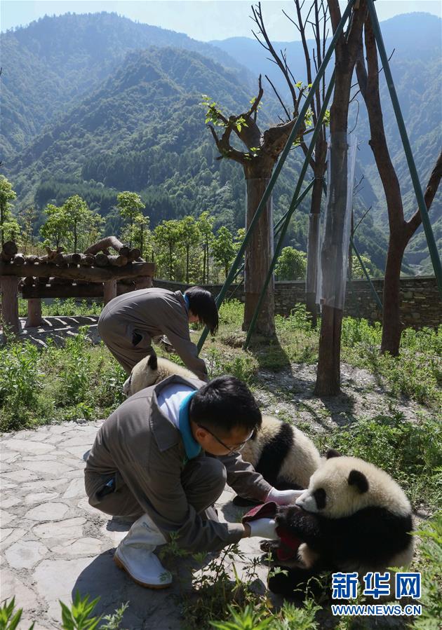 藏在绿水青山间的大熊猫“幼儿园”