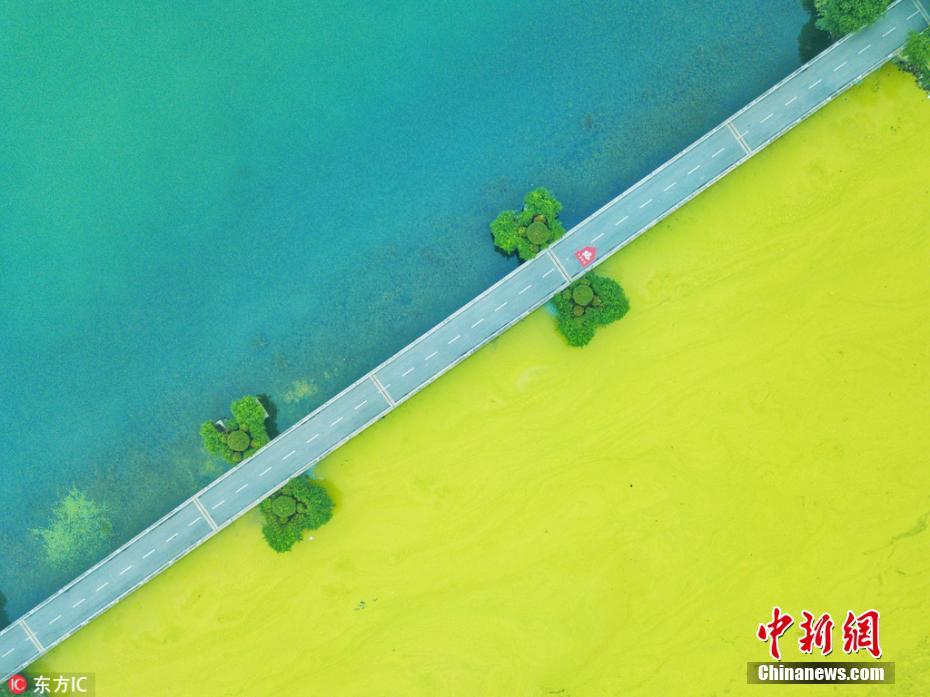 无锡太湖黄色蓝藻泛滥 一堤之隔两种水色
