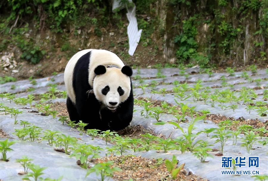 汶川大熊猫下山到村民家“做客”