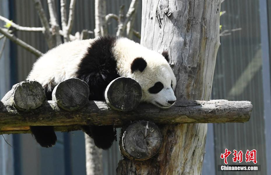 大熊猫宝宝在熊猫“幼儿园”里悠闲自得