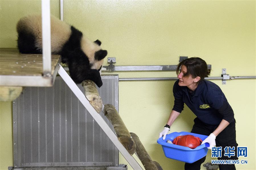 我们都爱大熊猫