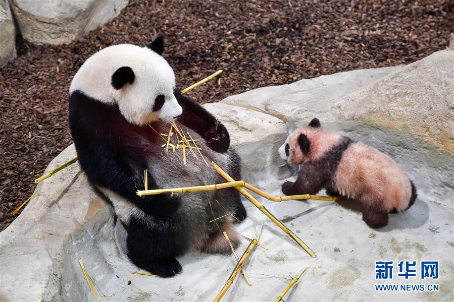 我们都爱大熊猫