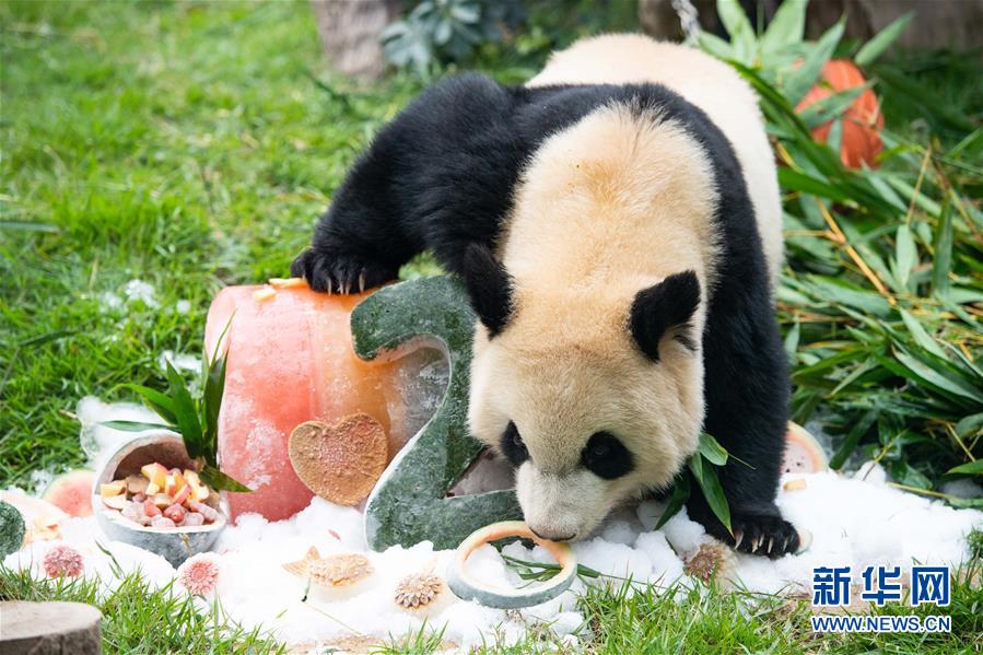 澳门大熊猫“健健”“康康”迎来2周岁生日