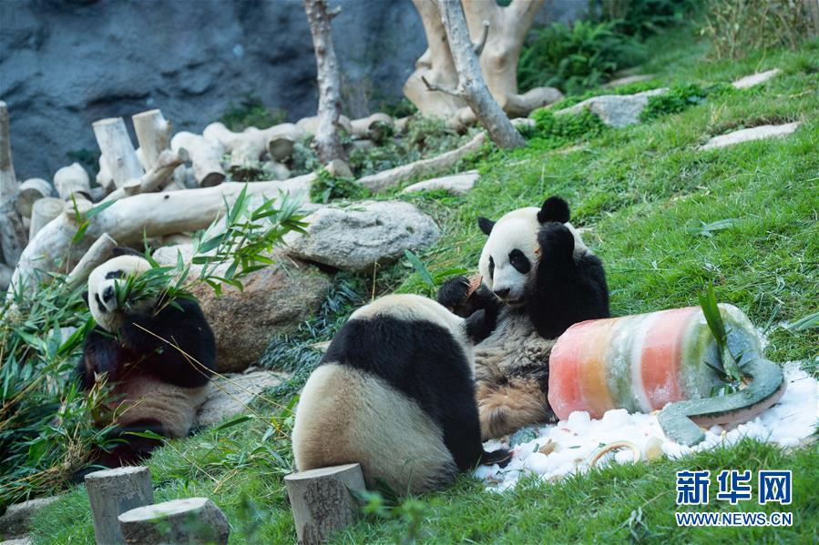 澳门大熊猫“健健”“康康”迎来2周岁生日