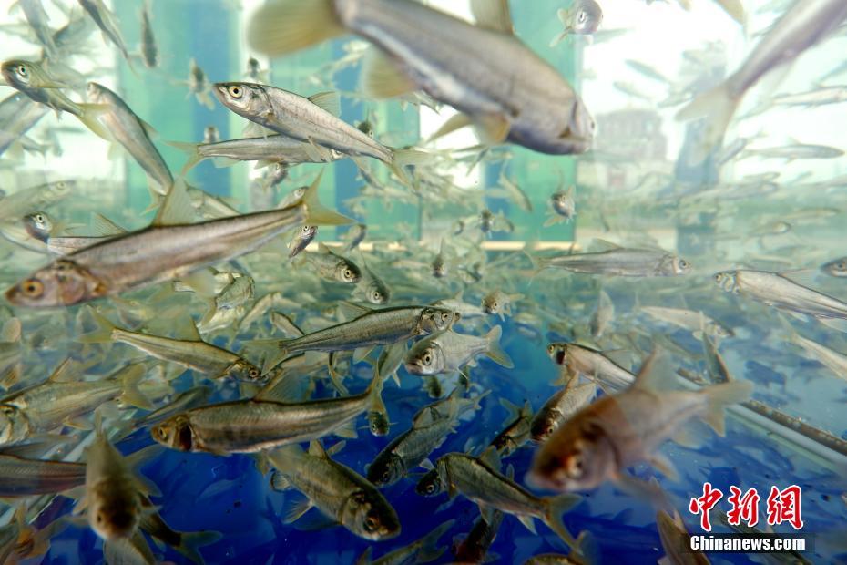 第十一届青海湖裸鲤增殖放流暨观鱼放生节举行