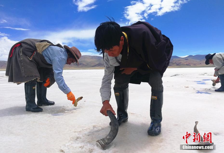 西藏数百年“盐羊古道”再现昔日繁荣景象