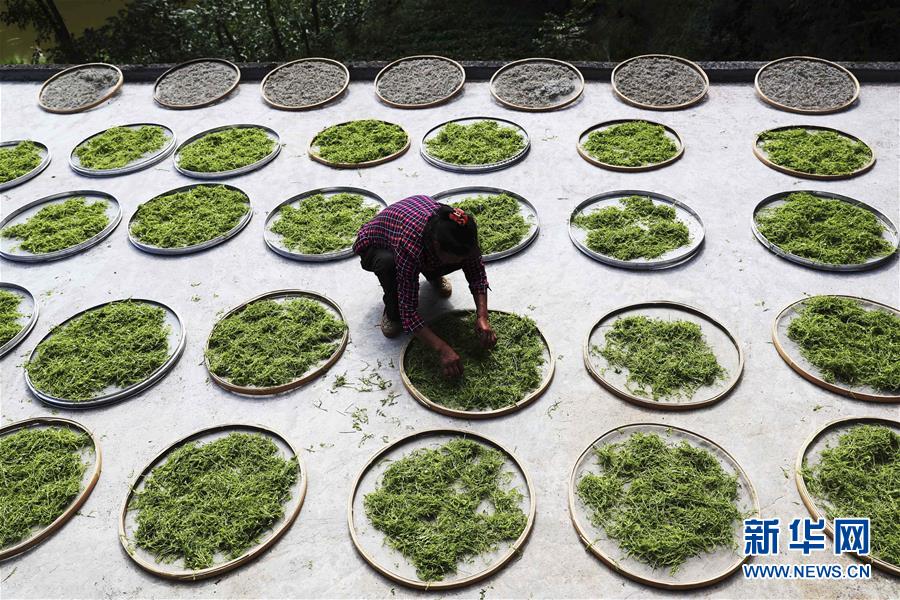 重庆黔江：藤蔓长成致富茶