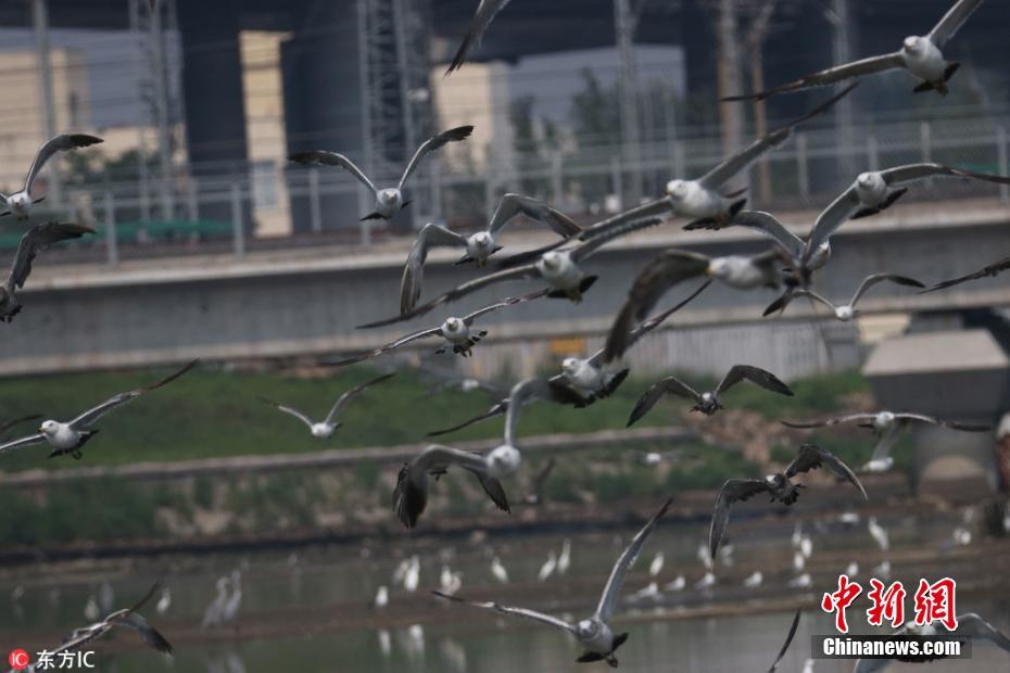 青岛现最美观鸟高铁 胶州湾畔鹭鸟海鸥伴舞和谐号