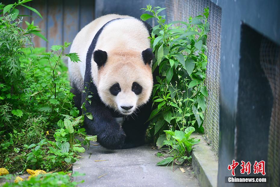 野外引种大熊猫“草草”产下龙凤胎