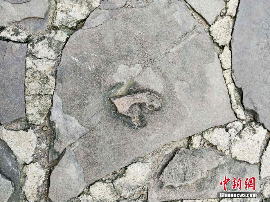 承德避暑山庄及周围寺庙发现250多枚恐龙足迹