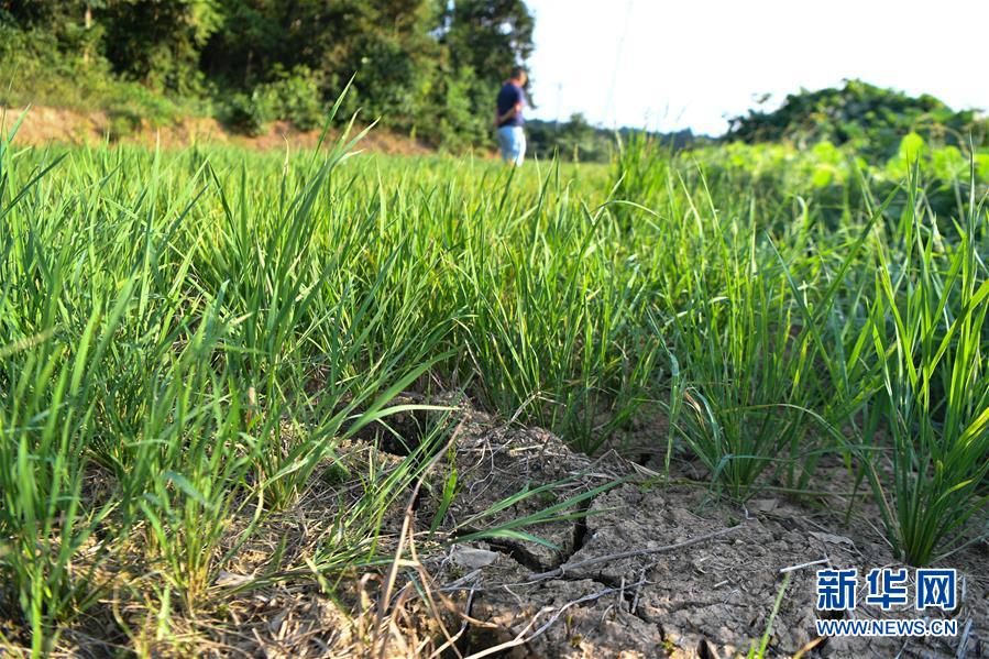 湖南2.5万人因旱遭遇饮水难 201万亩农作物受旱