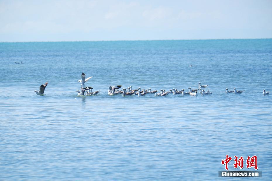 青海湖北岸呈现“鱼鸟天堂” 每年92种候鸟迁徙停留