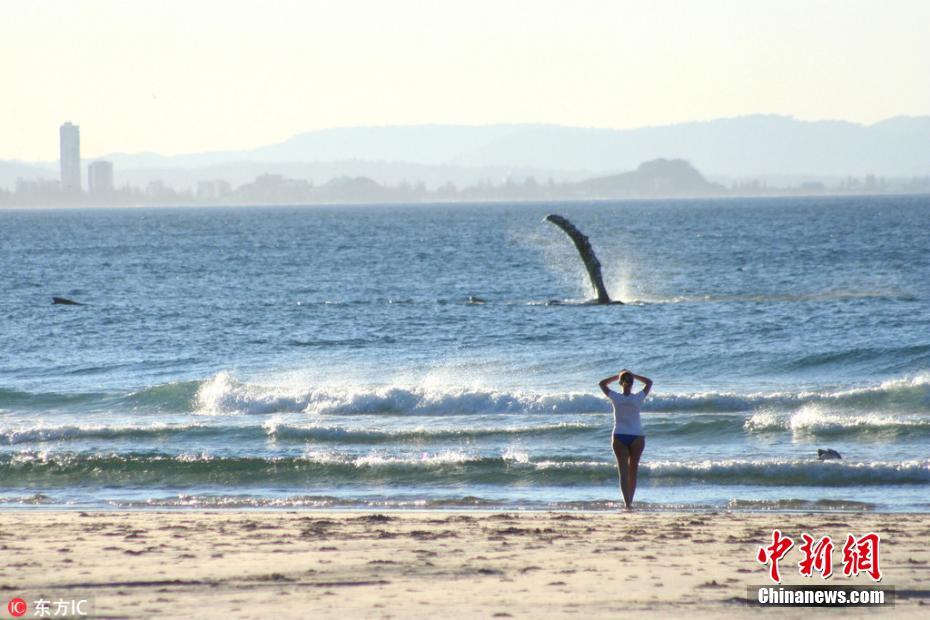 澳大利亚鲸鱼跃出海面与游人互动 似挥手问候