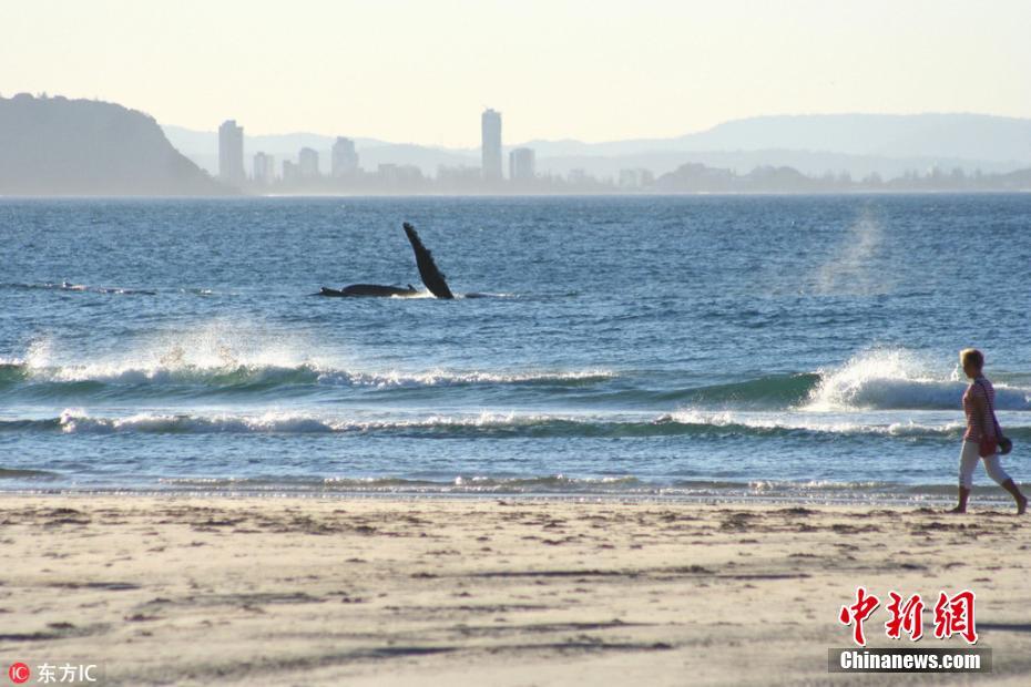 澳大利亚鲸鱼跃出海面与游人互动 似挥手问候