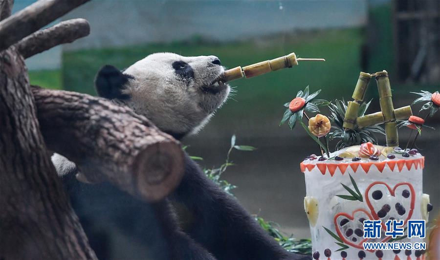大陆赠台大熊猫“团团”“圆圆”欢度14岁生日