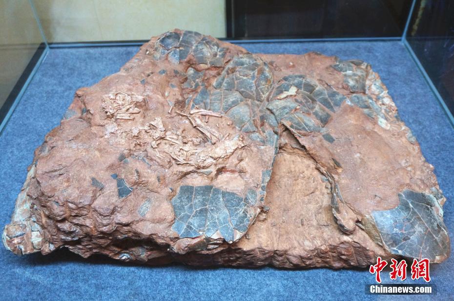 海外追缴古生物化石特展开展 “中华贝贝龙”亮相