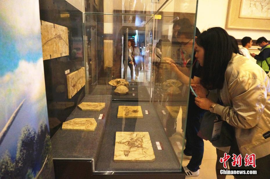海外追缴古生物化石特展开展 “中华贝贝龙”亮相