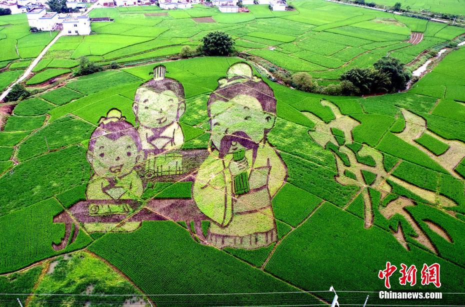 广西高铁沿线现大型稻田艺术景观带