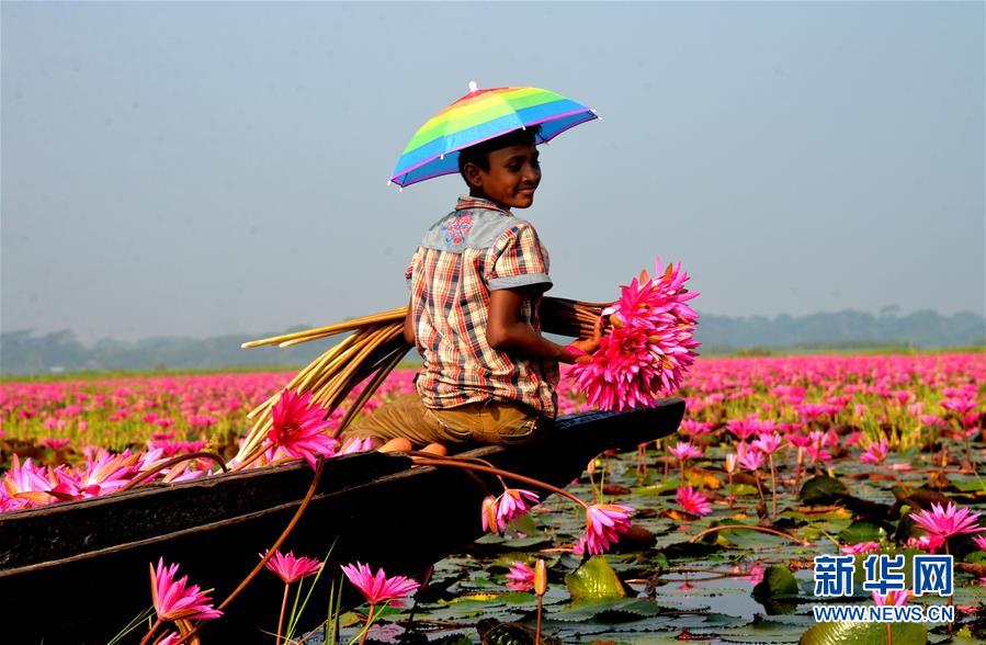 孟加拉国：睡莲花开