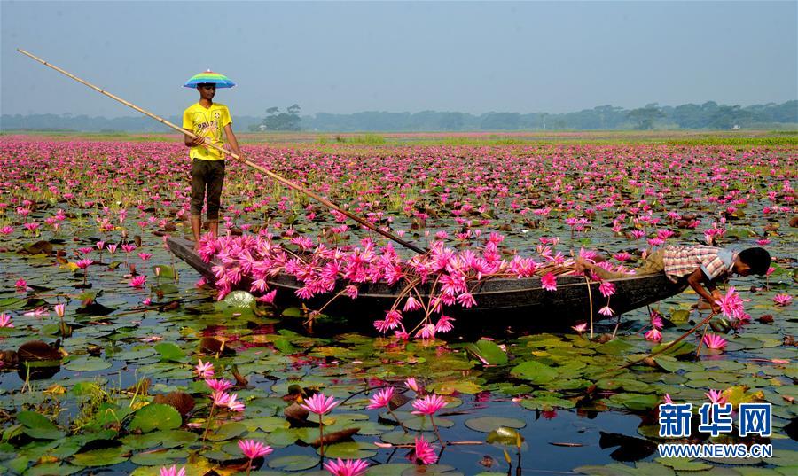孟加拉国：睡莲花开