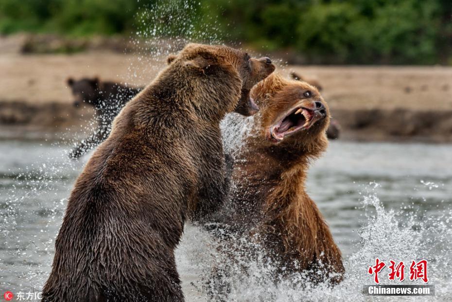 两头棕熊上演夺权大战 场面激烈似动作大片