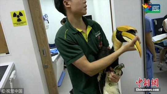 新加坡大犀鸟癌症后用获3D打印假喙